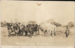 Threshing Floor India Postcard Postcard Postcard