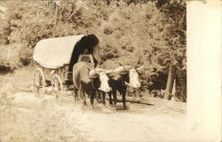 Ox Pulled Covered Wagon Postcard