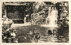 Australian Black Swans, Japanese Gardens Hollywood, CA Postcard Postcard Postcard