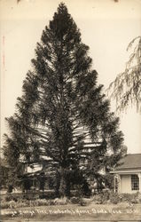 Bunya Bunya Tree, Burbank's Home Santa Rosa, CA Postcard Postcard Postcard