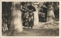 Bear & Cubs, Giant Forest, Cal. Postcard