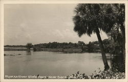 Myakka River State Park Sarasota, FL Postcard Postcard Postcard