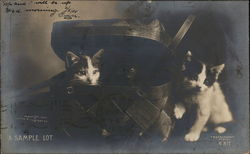 Kittens in Basket Postcard