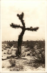 Lone Desert Tree Cactus & Desert Plants Postcard Postcard Postcard