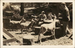 Ready for Dessert - People Feeding Goats Postcard