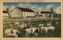 Holstein Cows on a Hershey Farm Pennsylvania Postcard Postcard Postcard