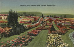 Terraces of the Hershey Rose Garden Postcard