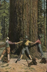 Southern Oregon Sugar Pine Logging Postcard Postcard Postcard