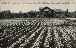 Los Robles - Field of Freesias Postcard