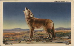 Howling Coyote Against Desert Background Postcard Postcard Postcard