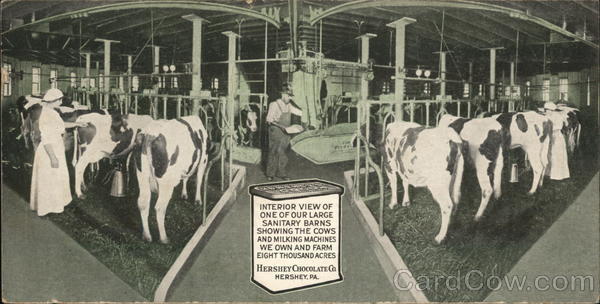 Hershey Chocolate Co. - Milking Barn Pennsylvania Postcard