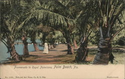 Promenade to Royal Poinciana Postcard