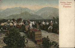 Picking Grapes in California Pasadena, CA Postcard Postcard Postcard