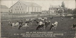 One of The Numerous Herds Hershey, PA Postcard Postcard Postcard