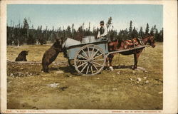 Bear Tipping Barrel on Wagon: "A Bare Faced Steal" Postcard