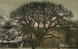 Largest Elm Tree in Massachusetts Fayville, MA Postcard Postcard Postcard