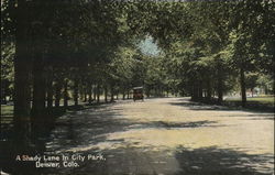 A Shady Lane in City Park Postcard