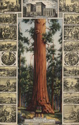 Wawona Big Tree - Pacific Mutual Life Insurance Postcard