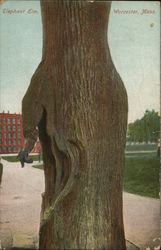 Elephant Elm Worcester, MA Postcard Postcard Postcard