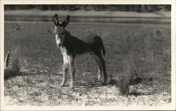 Native Son of Goldfield, Nevada Donkeys Postcard Postcard Postcard