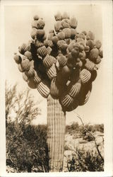 Large Cactus Postcard