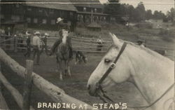 Branding at Steads Postcard