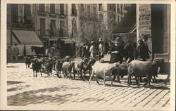 Goat Herd on City Street Postcard