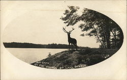 Big Game Deer on Lake George Postcard