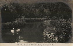 The Swans in Kirkside Park Postcard