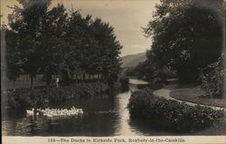 The Ducks in Kirkside Park Postcard