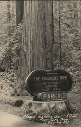 Plaque Honoring The Founder's Tree, World's Tallest Known Tree, 364 ft. Dyerville Flat, CA Postcard Postcard Postcard