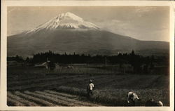 View of Mount Fuji From Field Japan Postcard Postcard Postcard