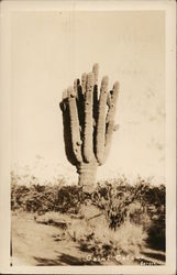 Giant Cactus Cactus & Desert Plants Postcard Postcard Postcard