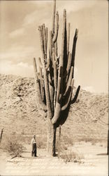 The World's Largest Cactus Cactus & Desert Plants Postcard Postcard Postcard