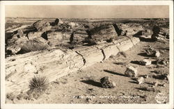 Petrified Trees Postcard