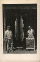 Fishermen With Catch Hanging La Paz, BC Mexico Postcard Postcard Postcard