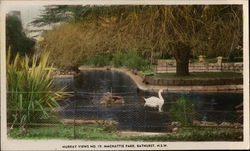 Swan in Machattie Park, New South Wales Postcard