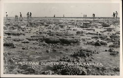 Lindeman Guests at Outer Barrier Australia Postcard Postcard Postcard