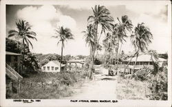 Palm Avenue, Eimeo MacKay, Queensland Australia Postcard Postcard Postcard