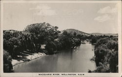 Macquarie River Wellington, NSW Australia Postcard Postcard Postcard