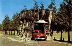 Giant Cedar Stump On Highway 99 Postcard