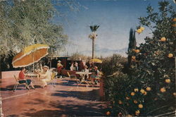 Eating Lunch in the Sun Tucson, AZ Postcard Large Format Postcard Large Format Postcard