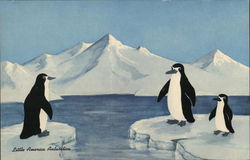 Covey's Little America Antarctica Large Format Postcard