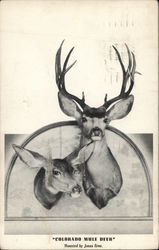 Colorado Mule Deer, Mounted by Jonas Bros. Postcard