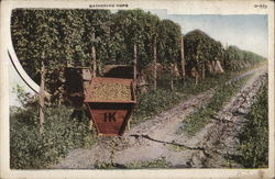 Gathering Hops Farming Postcard Postcard Postcard