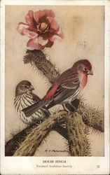 House Finch, National Audubon Society Birds Postcard Postcard