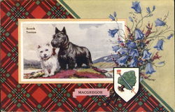 MacGregor Scotch Terriers Postcard