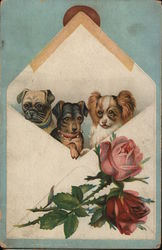 Three Puppies in an Envelope Postcard