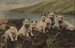 Scenic view of dogs by the water Terriers Postcard Postcard Postcard