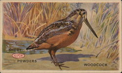 Shoot DuPont Powders Woodcock Advertising Postcard Postcard Postcard